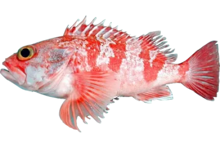 Blackbelly Rosefish