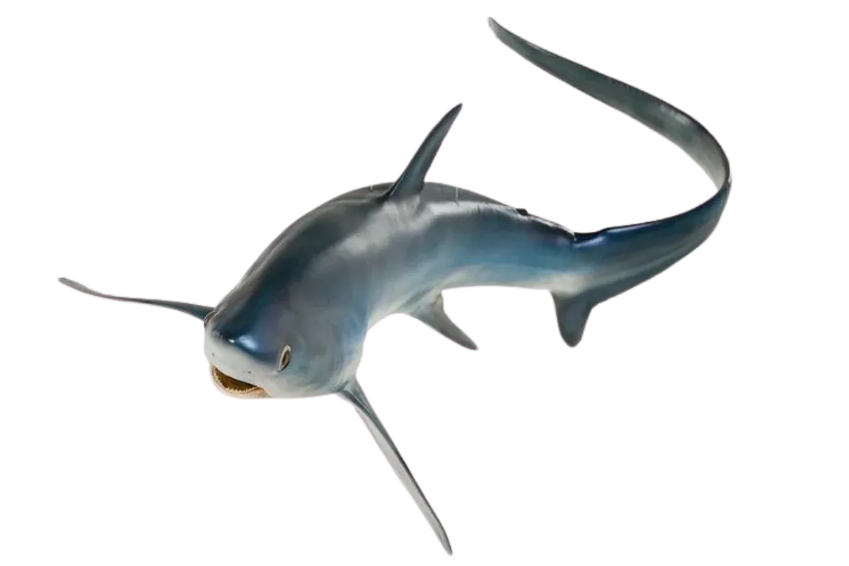 Thresher Shark (Alopias vulpinus / Alopias superciliosus / Alopias pelagicus)