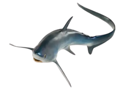 Thresher Shark