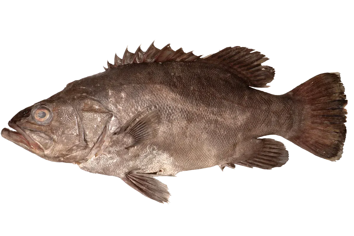 Wreckfish (Polyprion americanus)