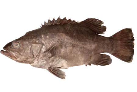 Wreckfish