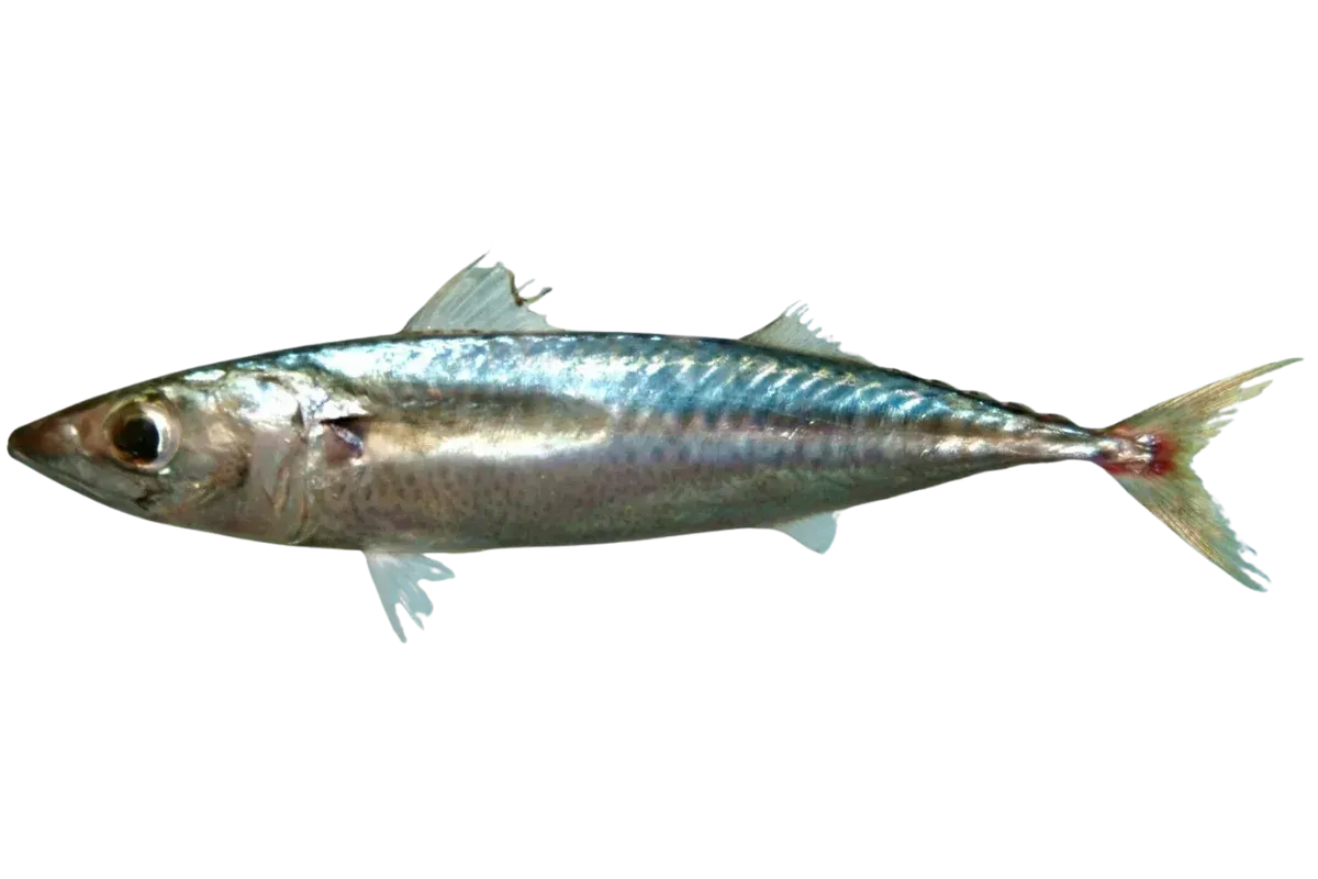 Κολιός (Scomber japonicus)
