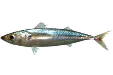 Chub Mackerel