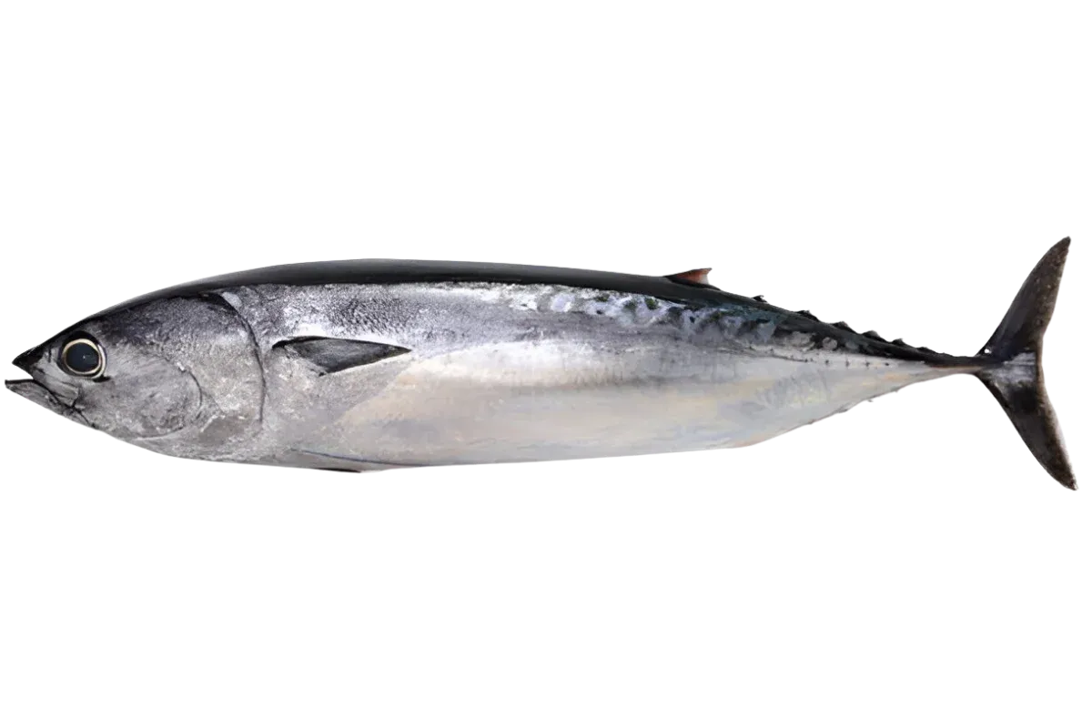 Bullet Tuna (Auxis rochei)