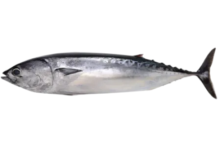 Bullet Tuna