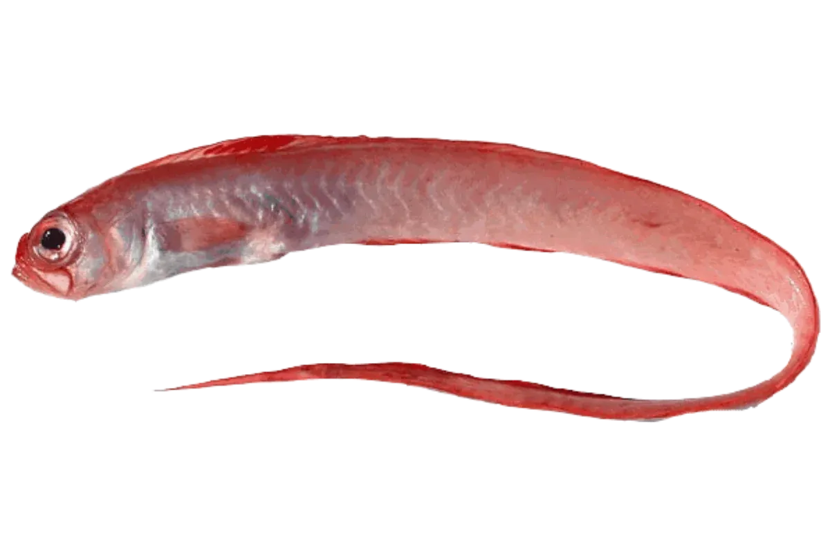 Red Bandfish (Cepola macrophthalma)