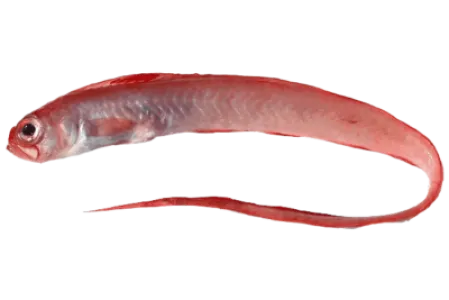 Red Bandfish