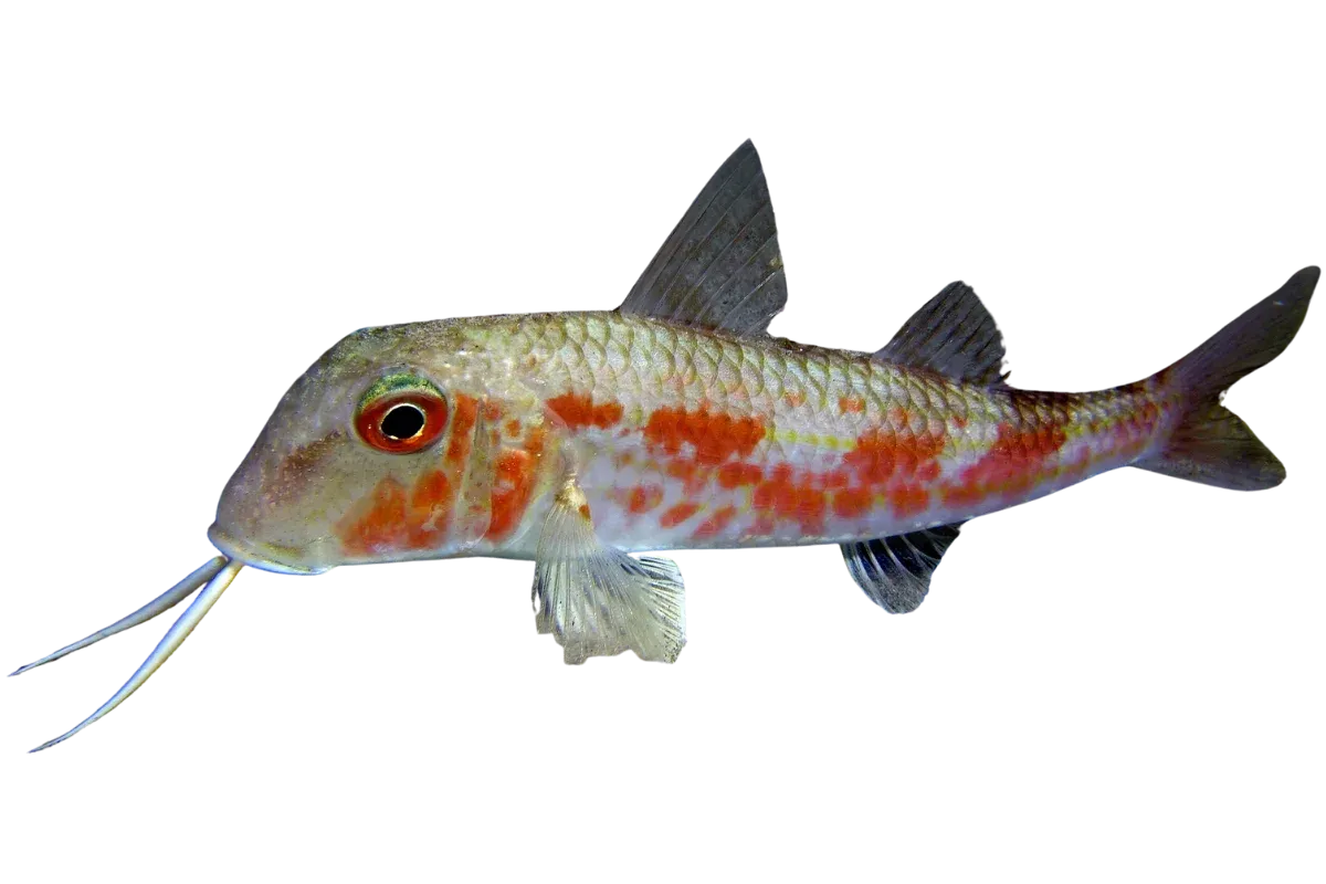 Red Mullet (Mullus barbatus)
