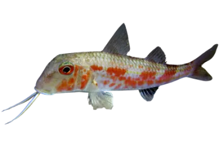 Red Mullet