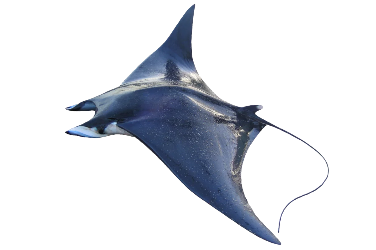 Giant Devil Ray