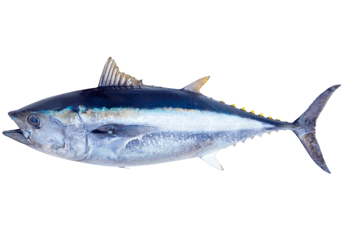 Atlantic Bluefin Tuna