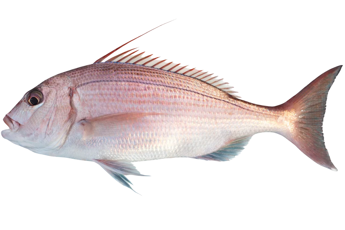 Pink Dentex