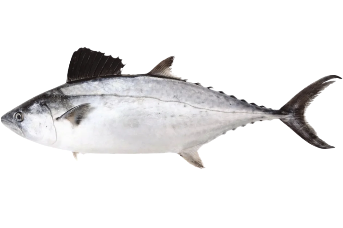 Plain Bonito