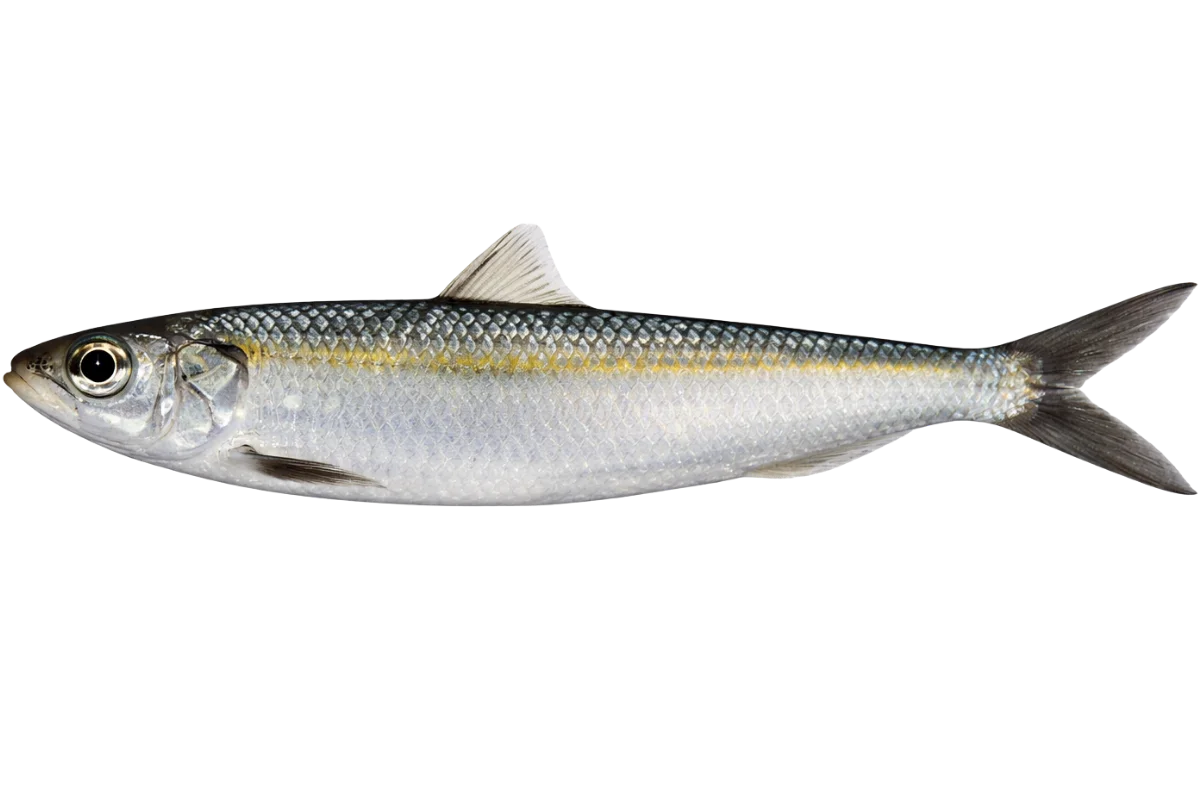 Round Sardinella