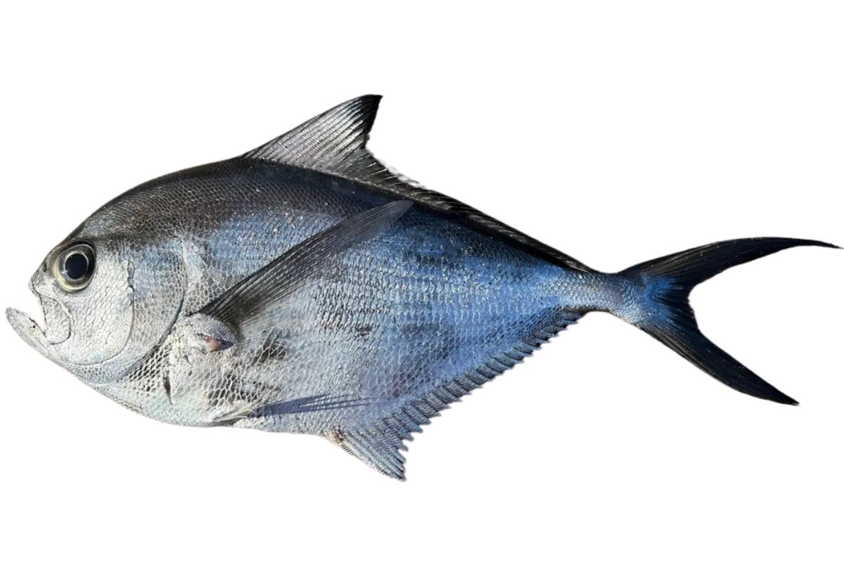 Atlantic Pomfret