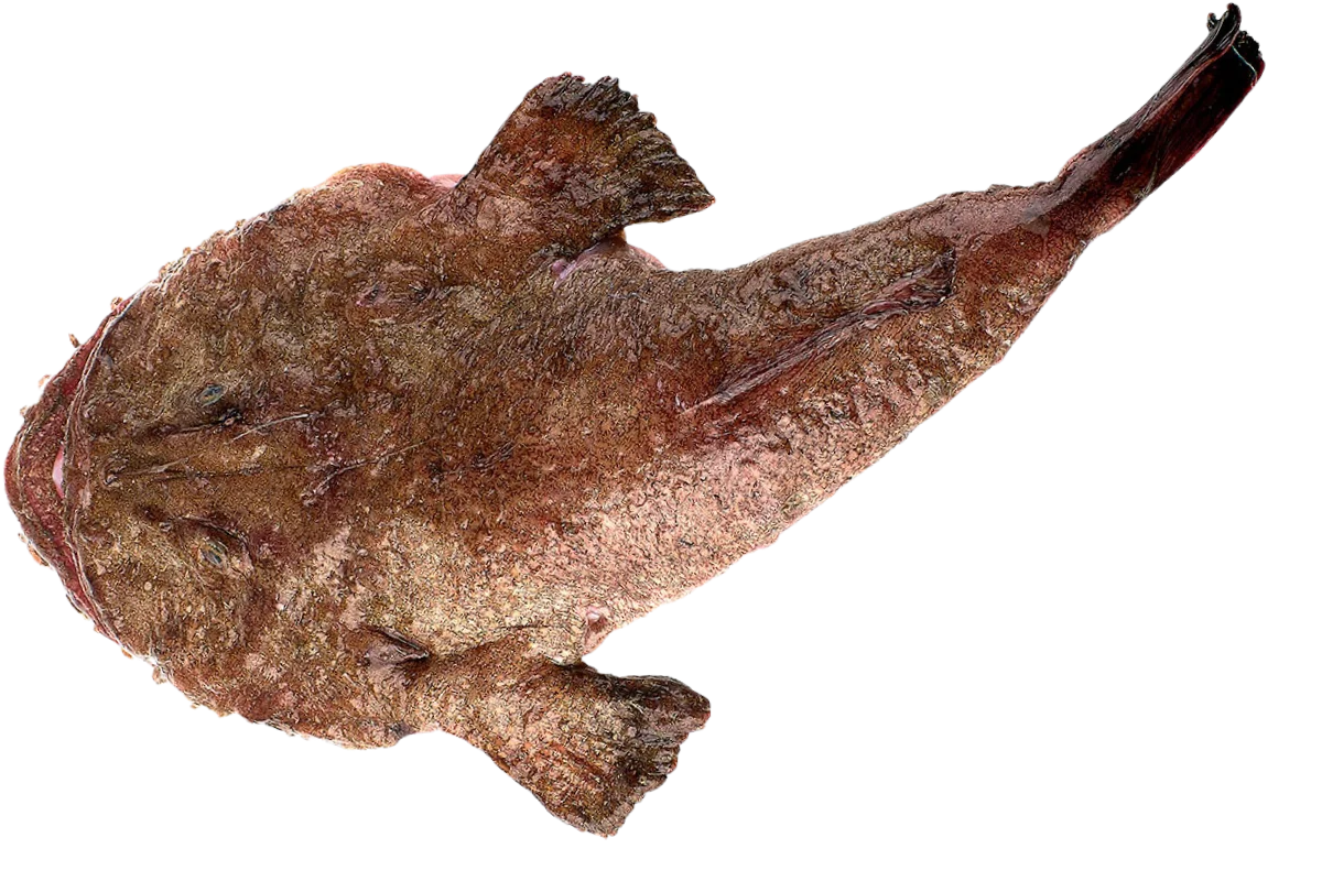 Anglerfish