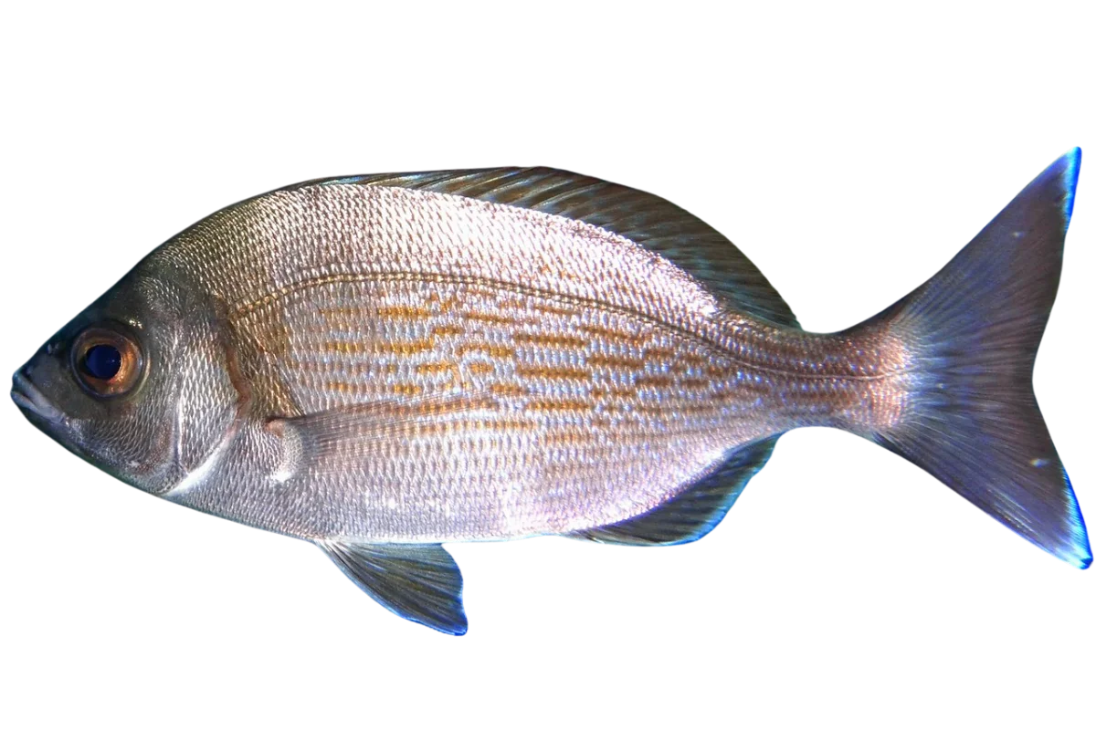 Black Seabream