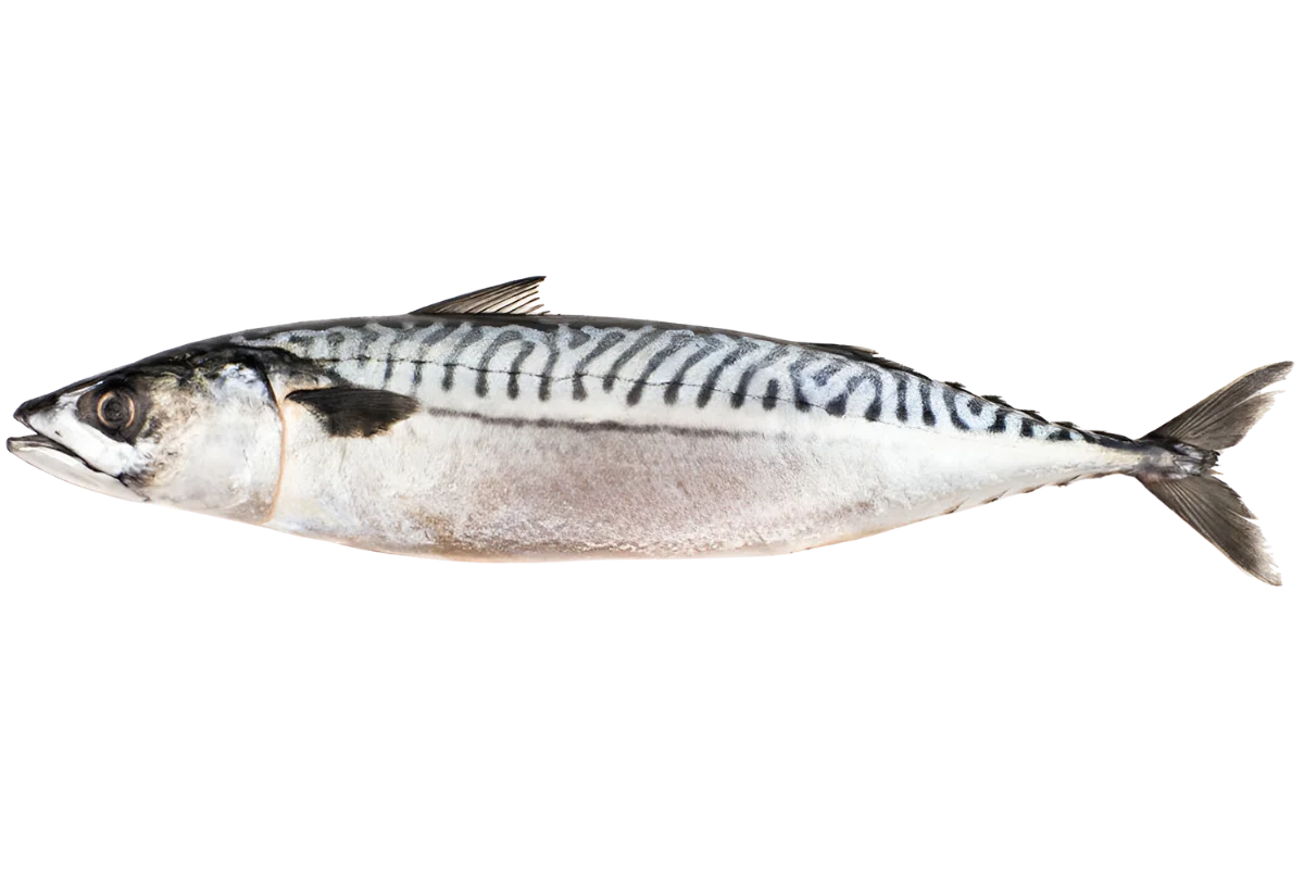 Atlantic Mackerel