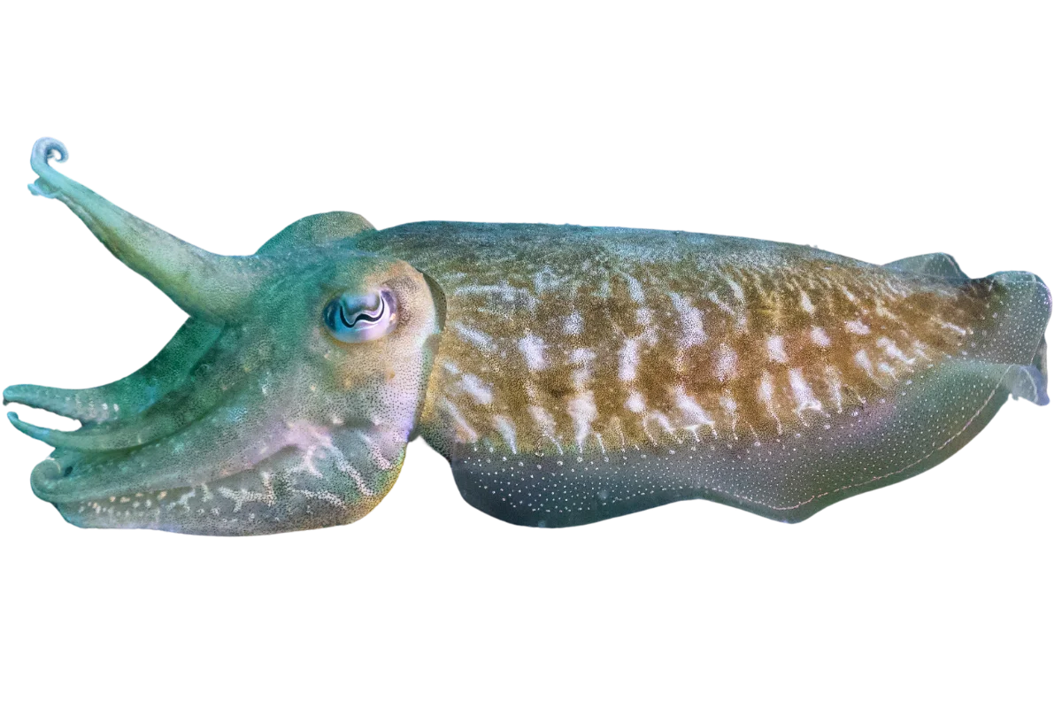 Cuttlefish