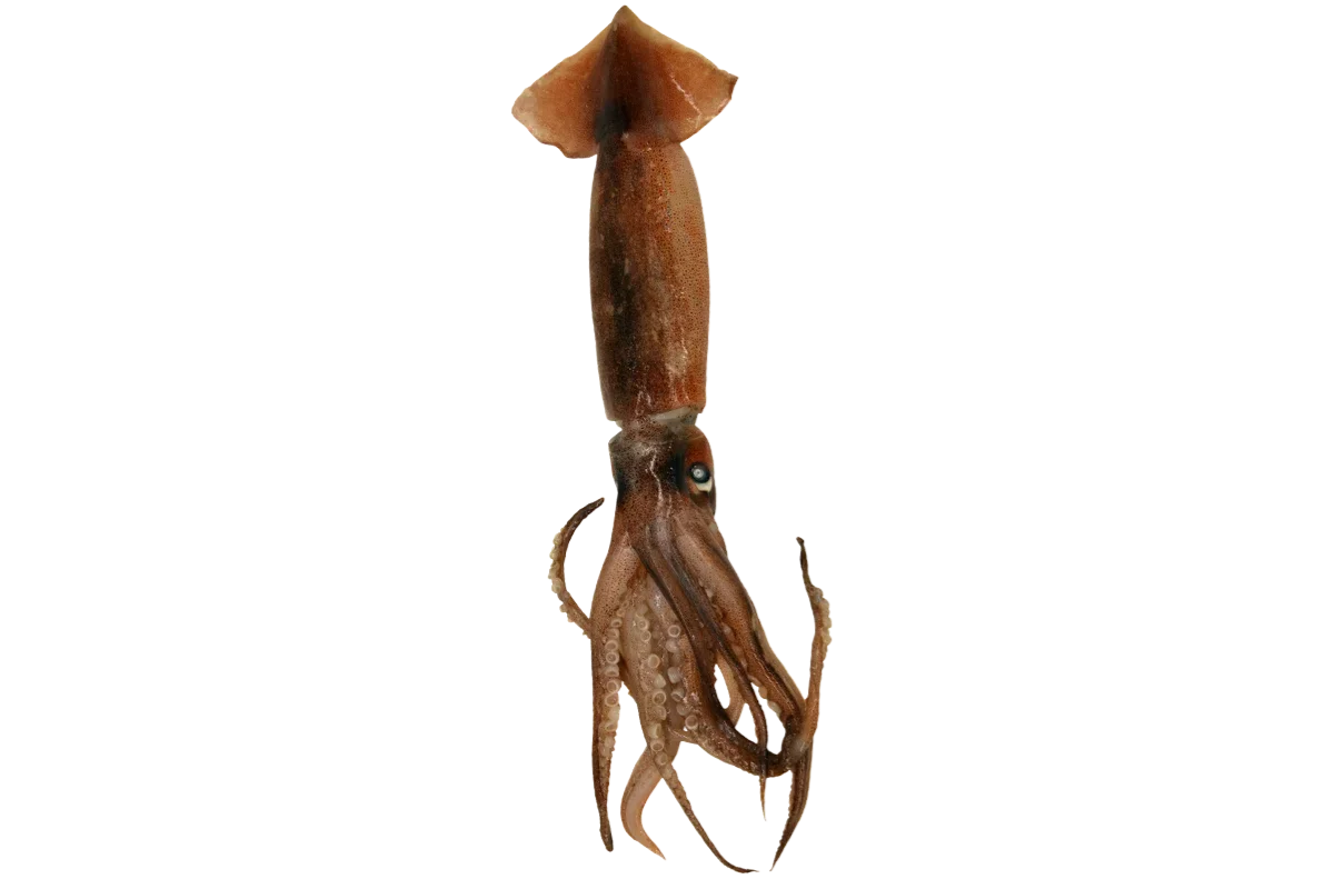 Broadtail Shortfin Squid