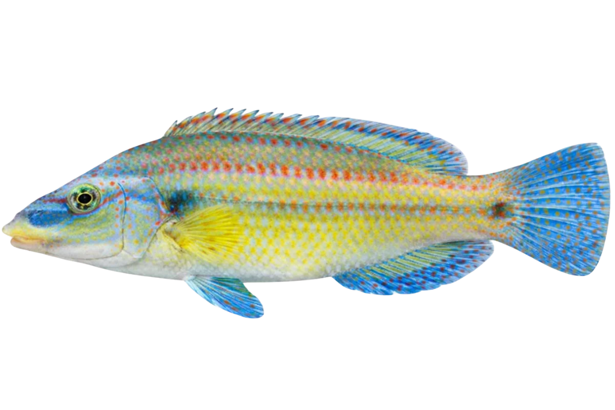 Wrasse