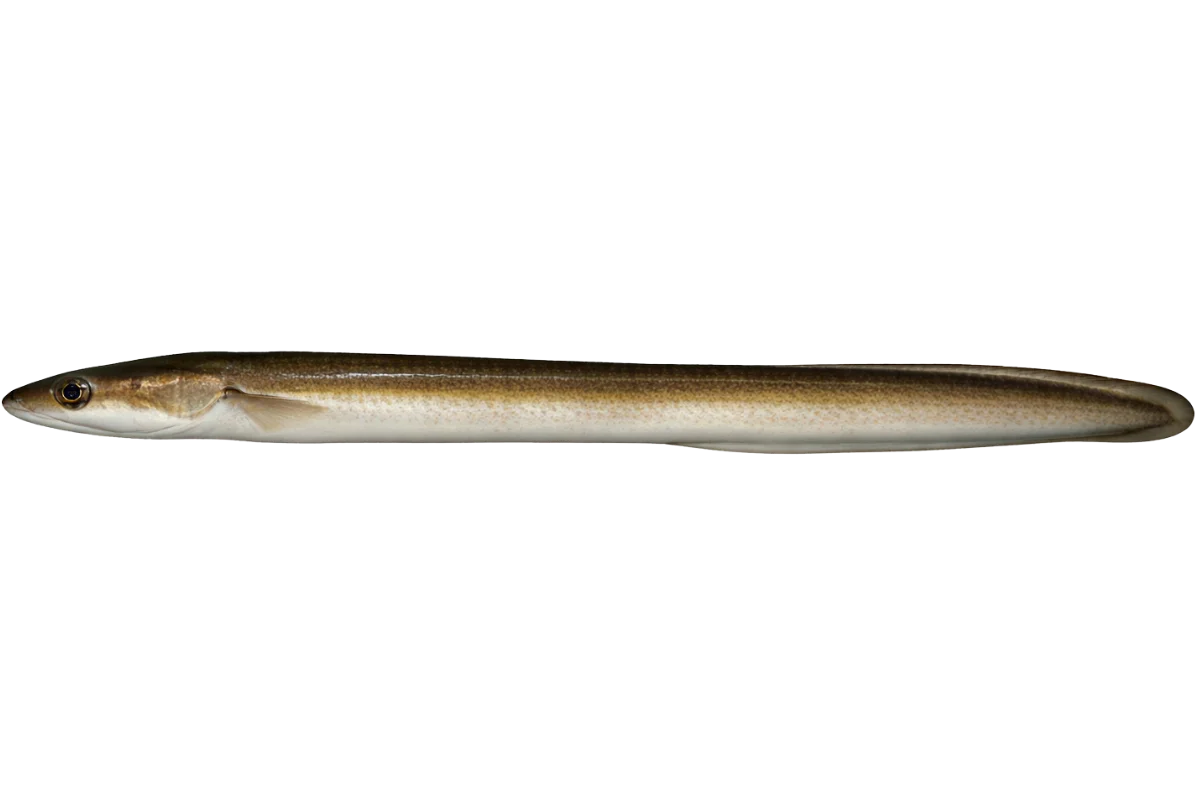 European Eel