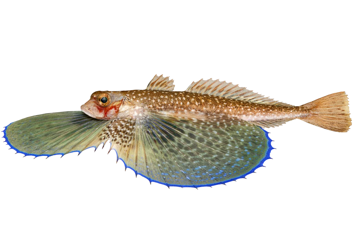 Flying Gurnard