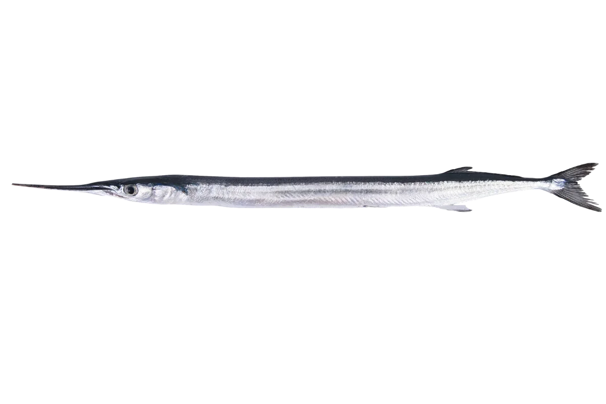 Garfish
